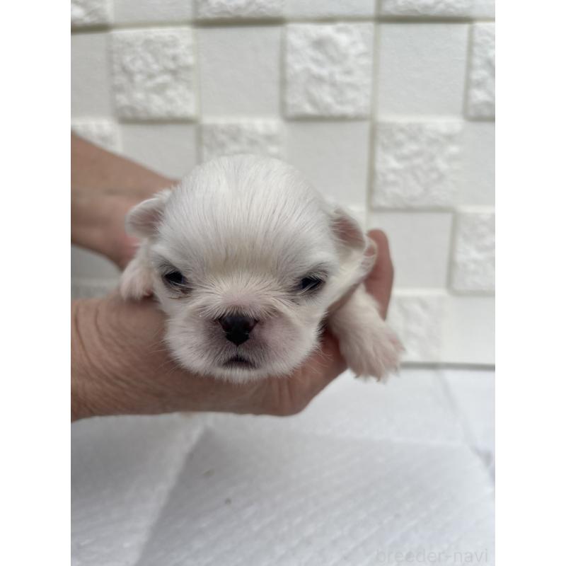 販売中の群馬県のペキニーズ-425450の6枚目