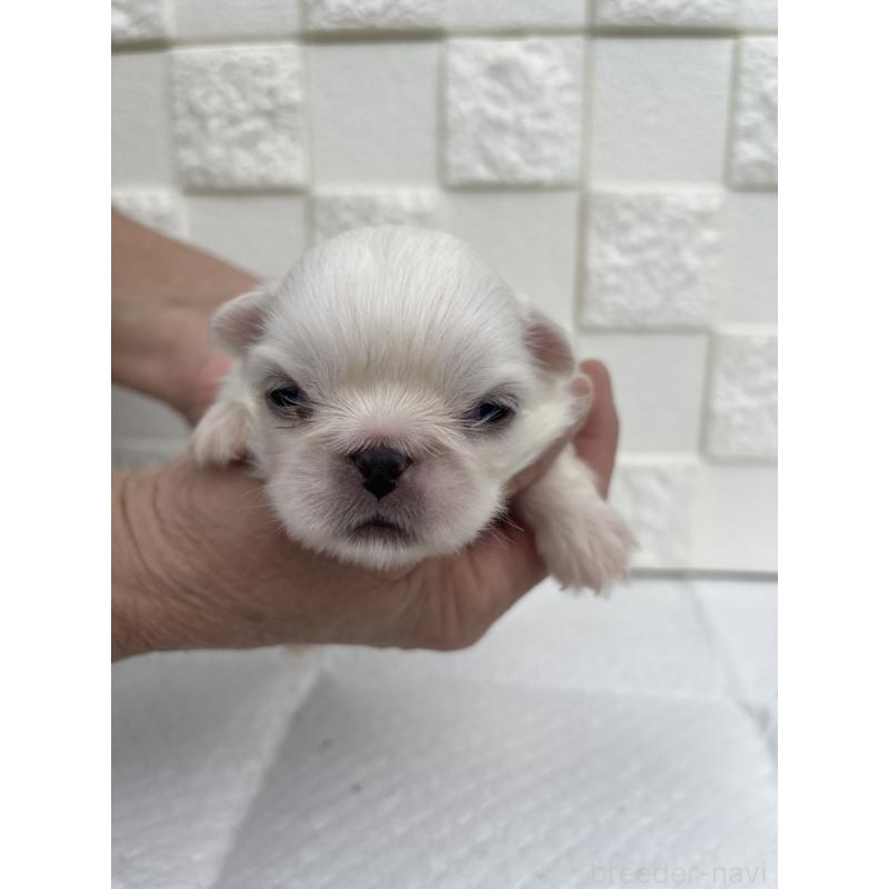 販売中の群馬県のペキニーズ-425450の5枚目