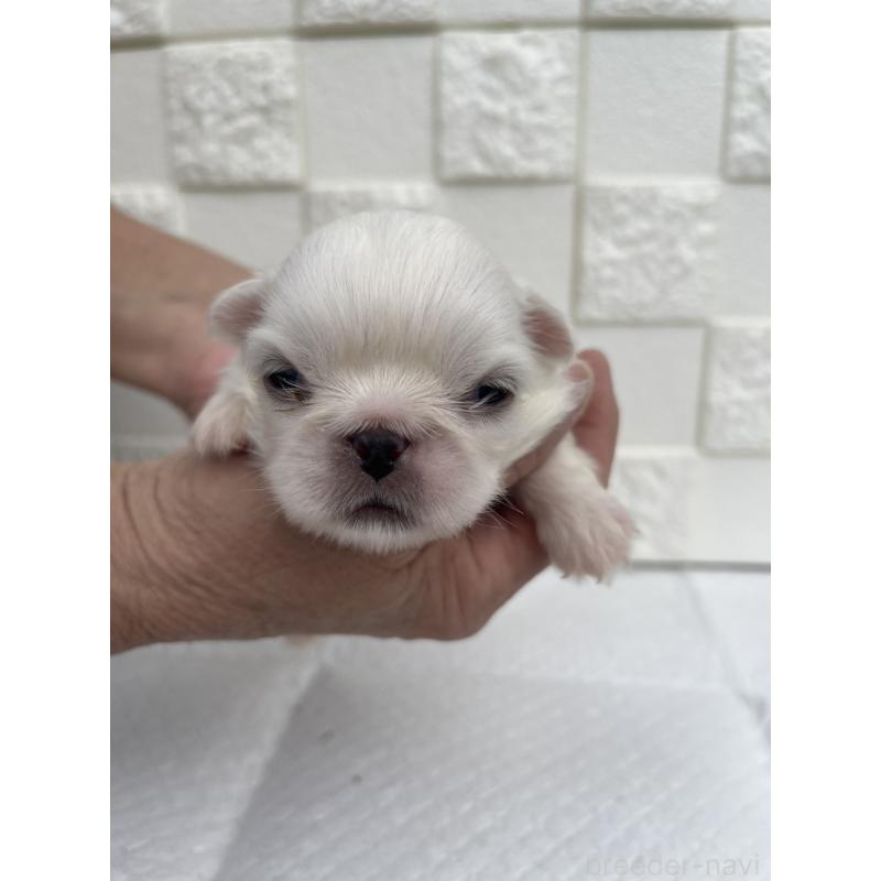 販売中の群馬県のペキニーズ-425450の4枚目