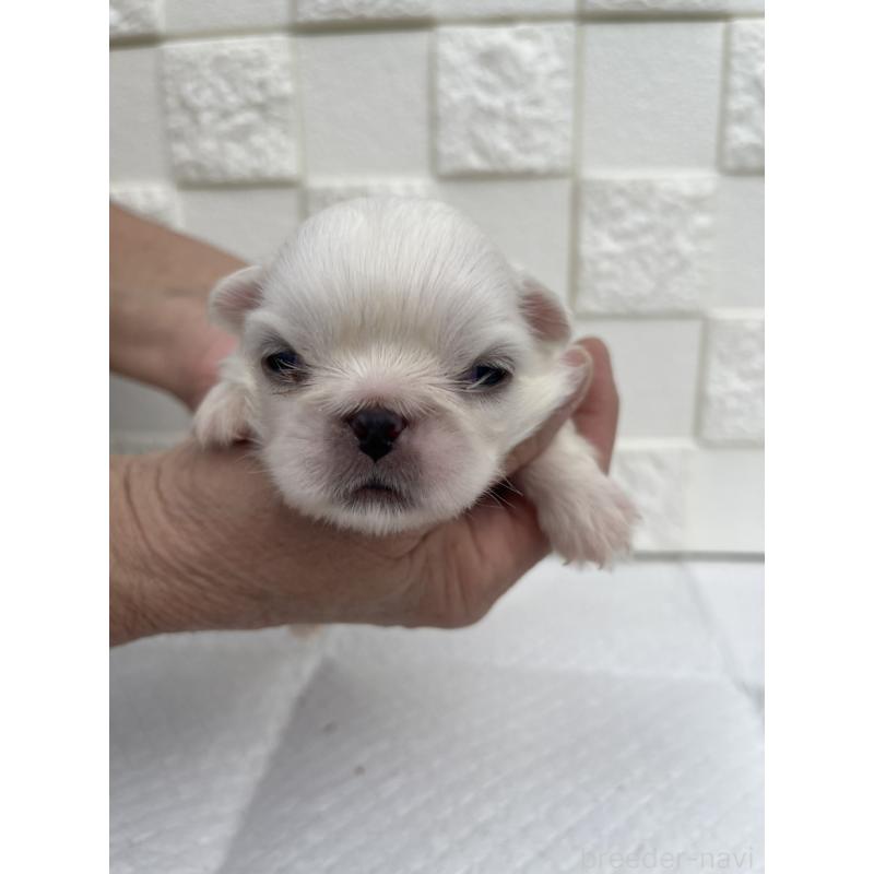 販売中の群馬県のペキニーズ-425450の3枚目
