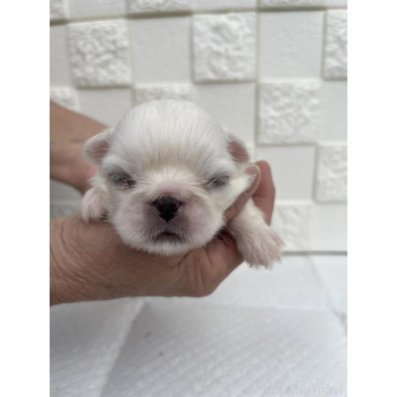 販売中の群馬県のペキニーズ-425450の2枚目