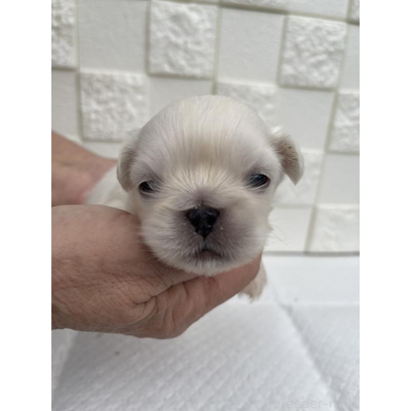 販売中の群馬県のペキニーズ-425451の8枚目