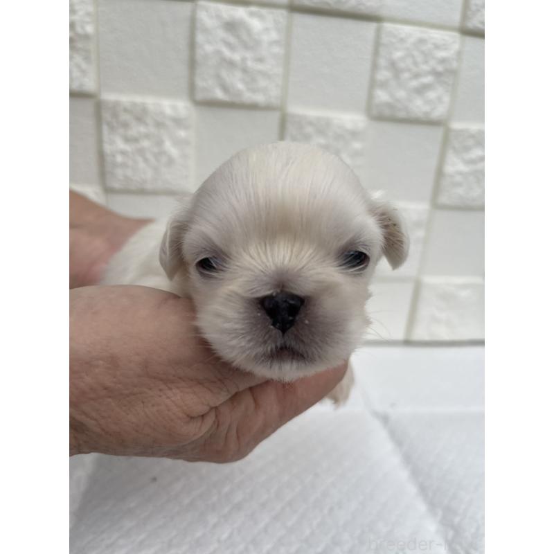 販売中の群馬県のペキニーズ-425451の7枚目