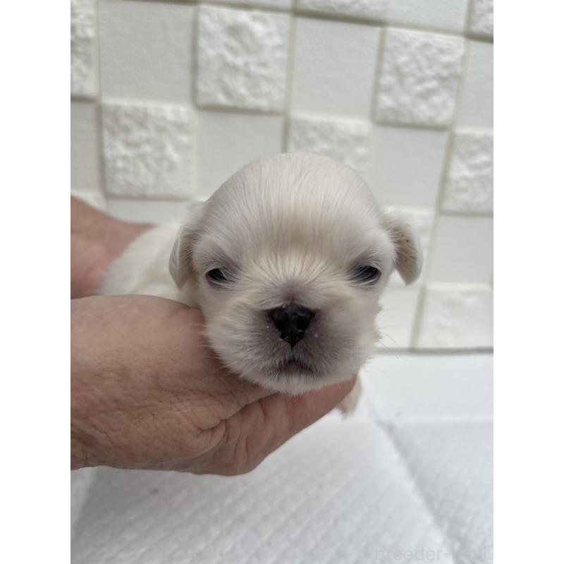 販売中の群馬県のペキニーズ-425451の6枚目