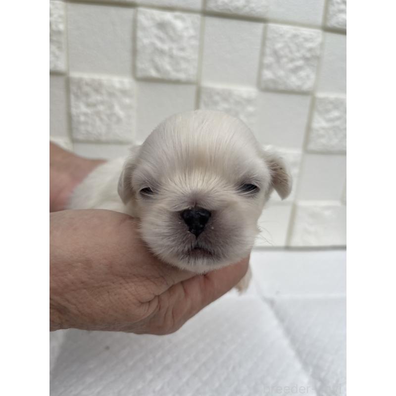 販売中の群馬県のペキニーズ-425451の5枚目