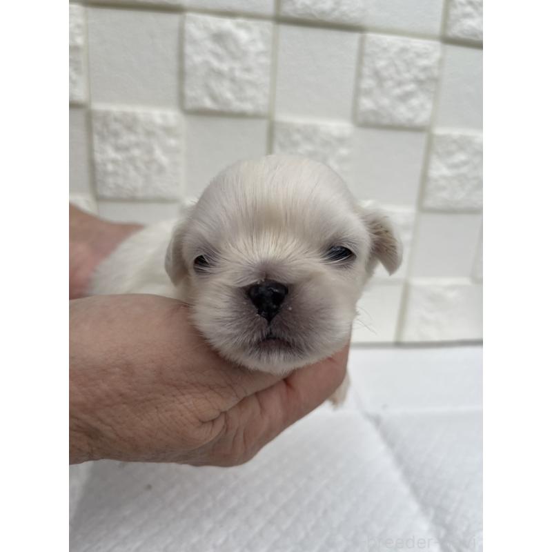 販売中の群馬県のペキニーズ-425451の3枚目