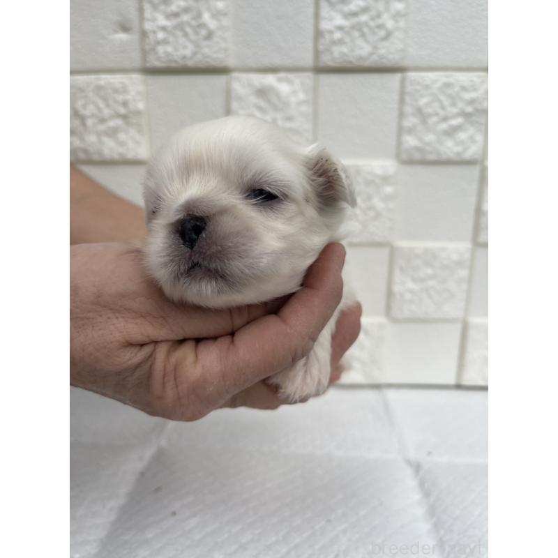 販売中の群馬県のペキニーズ-425451の2枚目