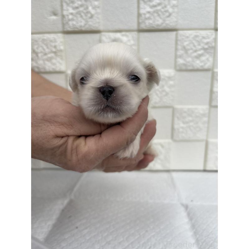 販売中の群馬県のペキニーズ-425451の1枚目