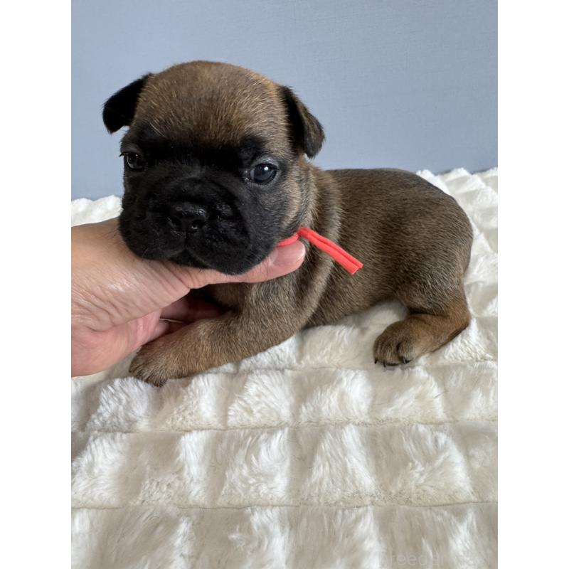 販売中の徳島県のフレンチブルドッグ-425452の7枚目