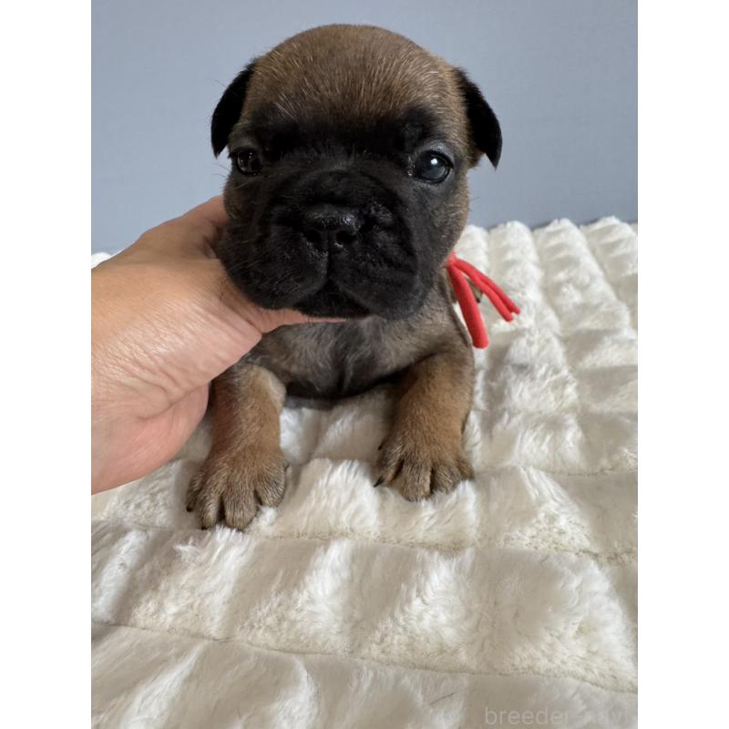 販売中の徳島県のフレンチブルドッグ-425452の6枚目