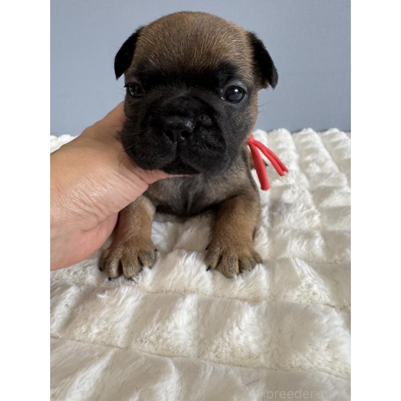 販売中の徳島県のフレンチブルドッグ-425452の5枚目