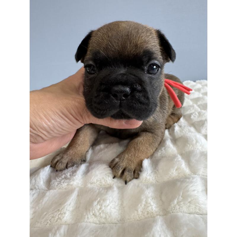 販売中の徳島県のフレンチブルドッグ-425452の4枚目