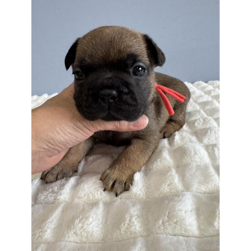 販売中の徳島県のフレンチブルドッグ-425452の3枚目