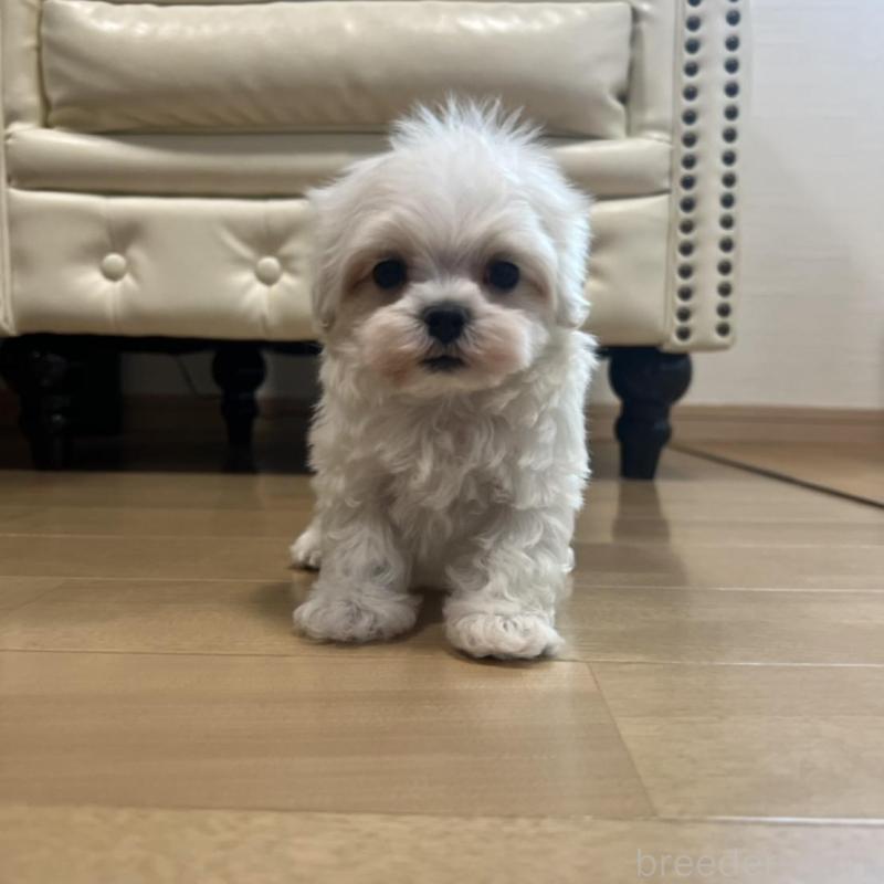 販売中の香川県のマルチーズ-425454の17枚目