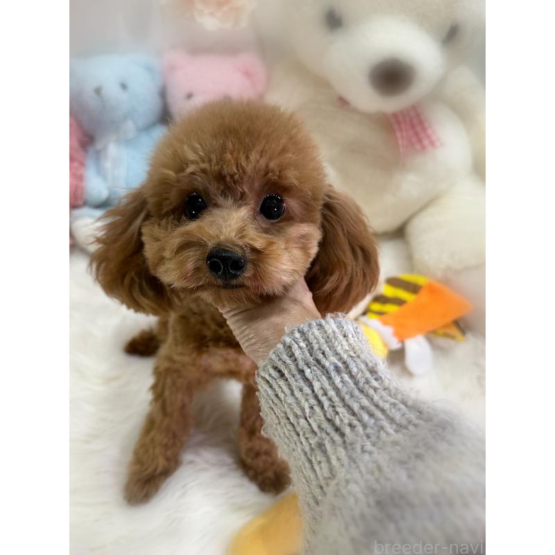 販売中の香川県のタイニープードル-386297の4枚目