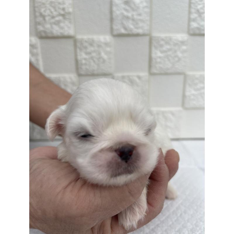 販売中の群馬県のペキニーズ-425453の9枚目