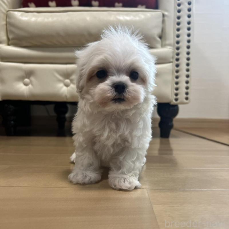 販売中の香川県のマルチーズ-425454の16枚目