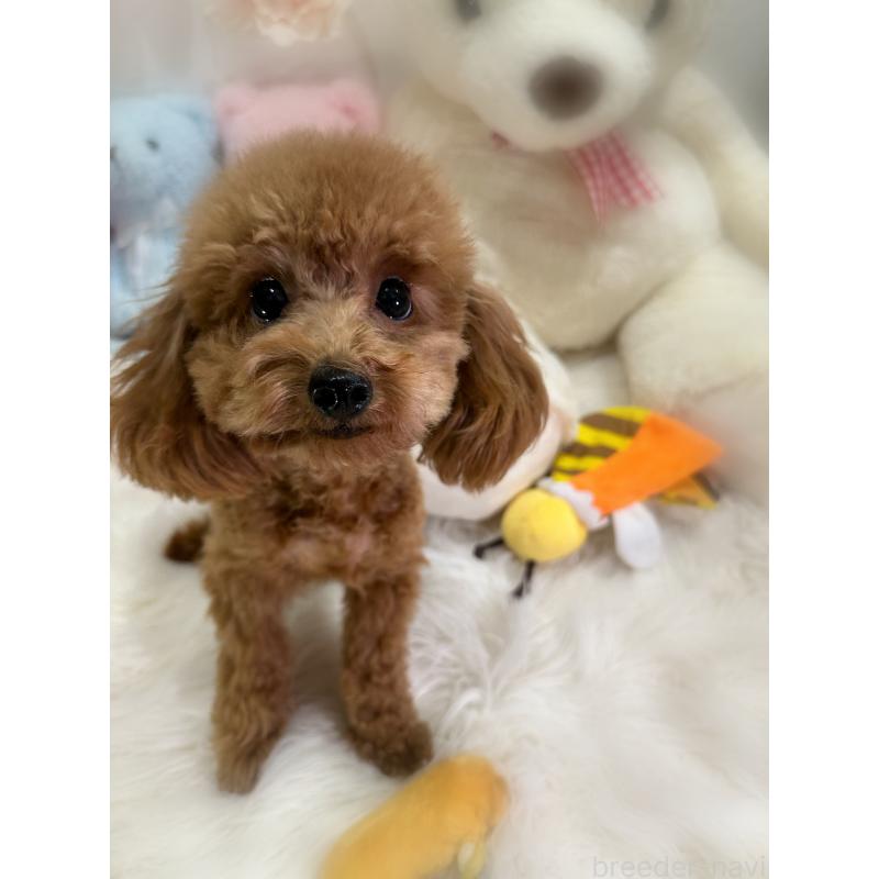 販売中の香川県のタイニープードル-386297の3枚目