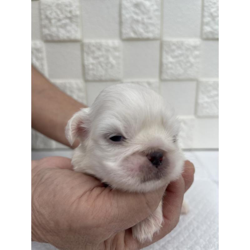 販売中の群馬県のペキニーズ-425453の8枚目