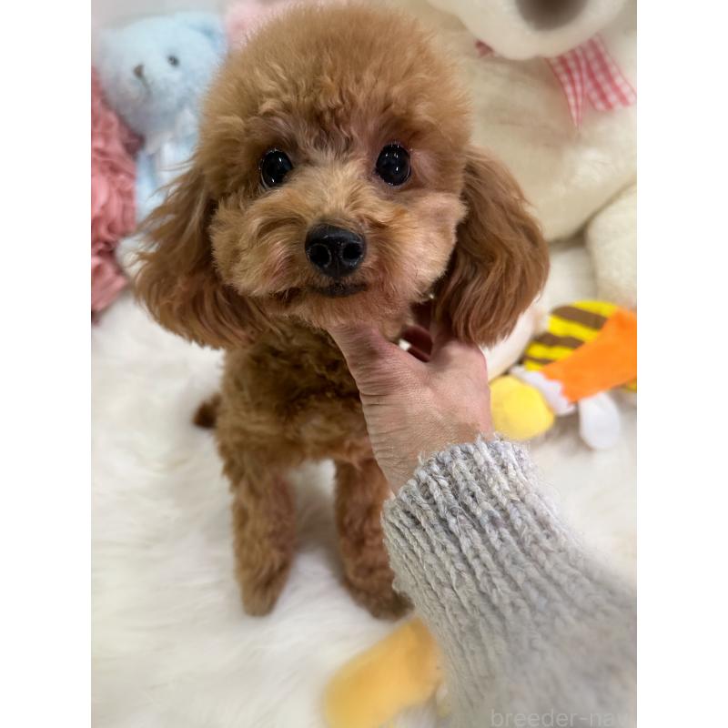 販売中の香川県のタイニープードル-386297の2枚目