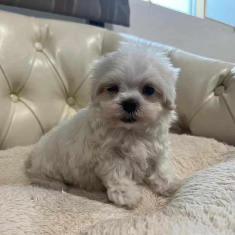 販売中の香川県のマルチーズ-425454の15枚目