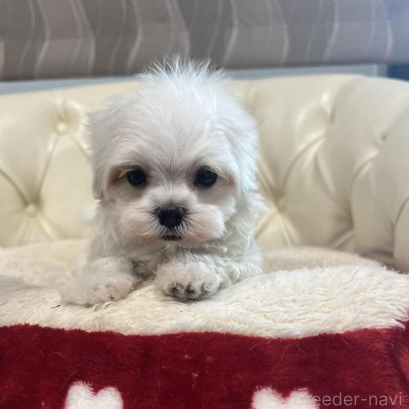 販売中の香川県のマルチーズ-425454の14枚目