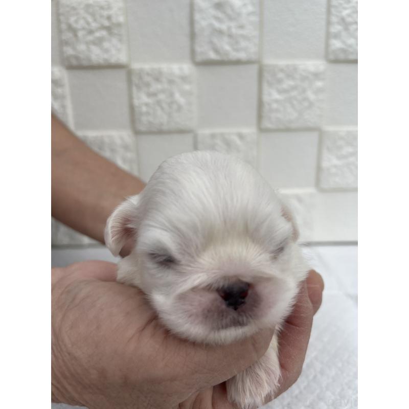 販売中の群馬県のペキニーズ-425453の7枚目
