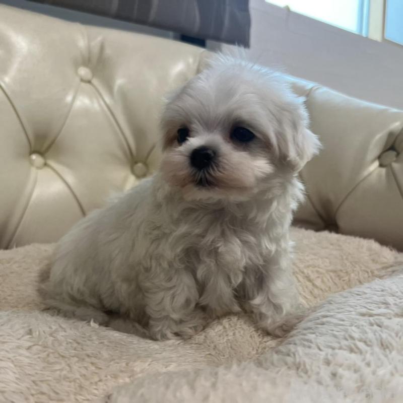 販売中の香川県のマルチーズ-425454の12枚目