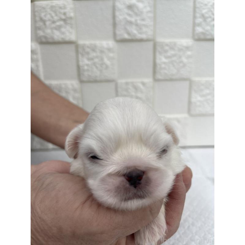 販売中の群馬県のペキニーズ-425453の6枚目