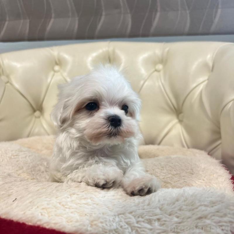 販売中の香川県のマルチーズ-425454の10枚目