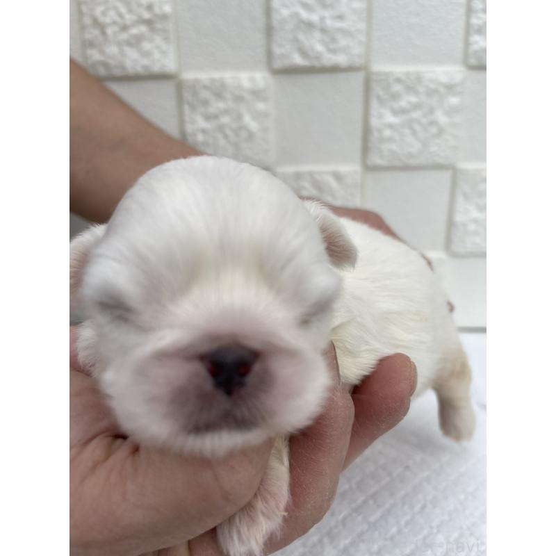 販売中の群馬県のペキニーズ-425453の5枚目