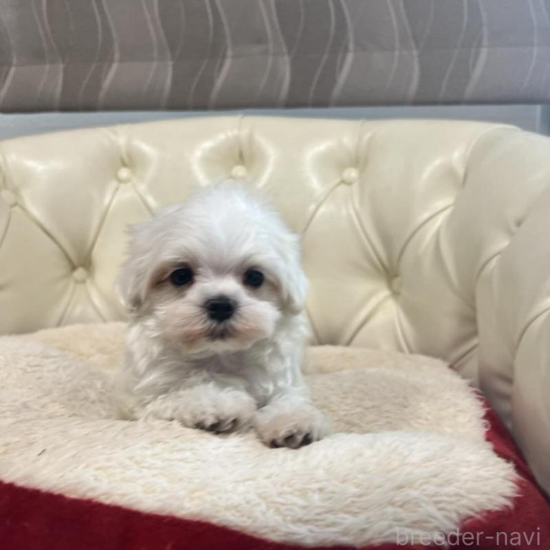 販売中の香川県のマルチーズ-425454の9枚目