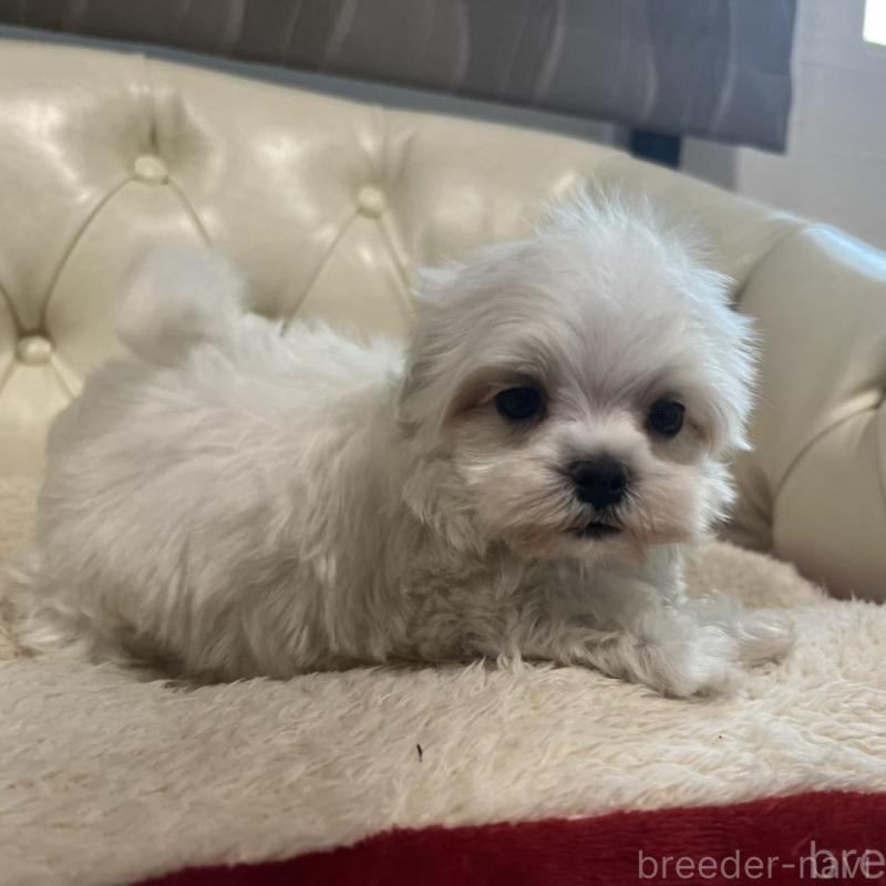 販売中の香川県のマルチーズ-425454の8枚目