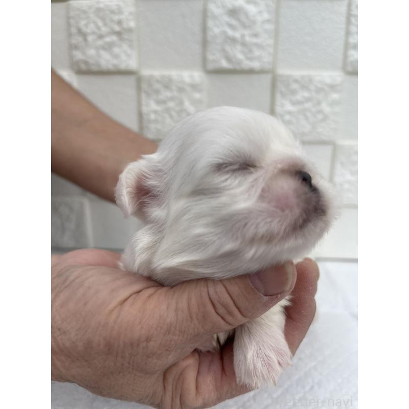 販売中の群馬県のペキニーズ-425453の4枚目