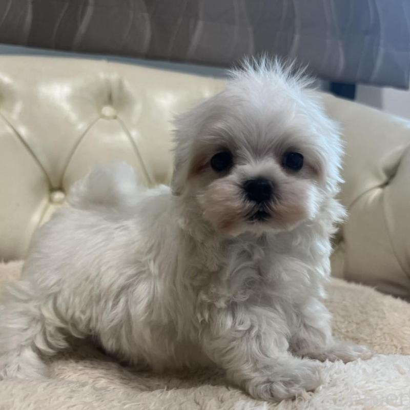 販売中の香川県のマルチーズ-425454の7枚目