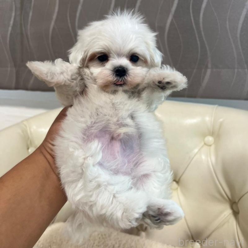 販売中の香川県のマルチーズ-425454の6枚目