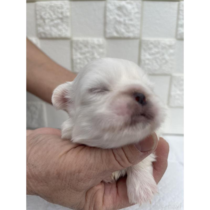 販売中の群馬県のペキニーズ-425453の3枚目