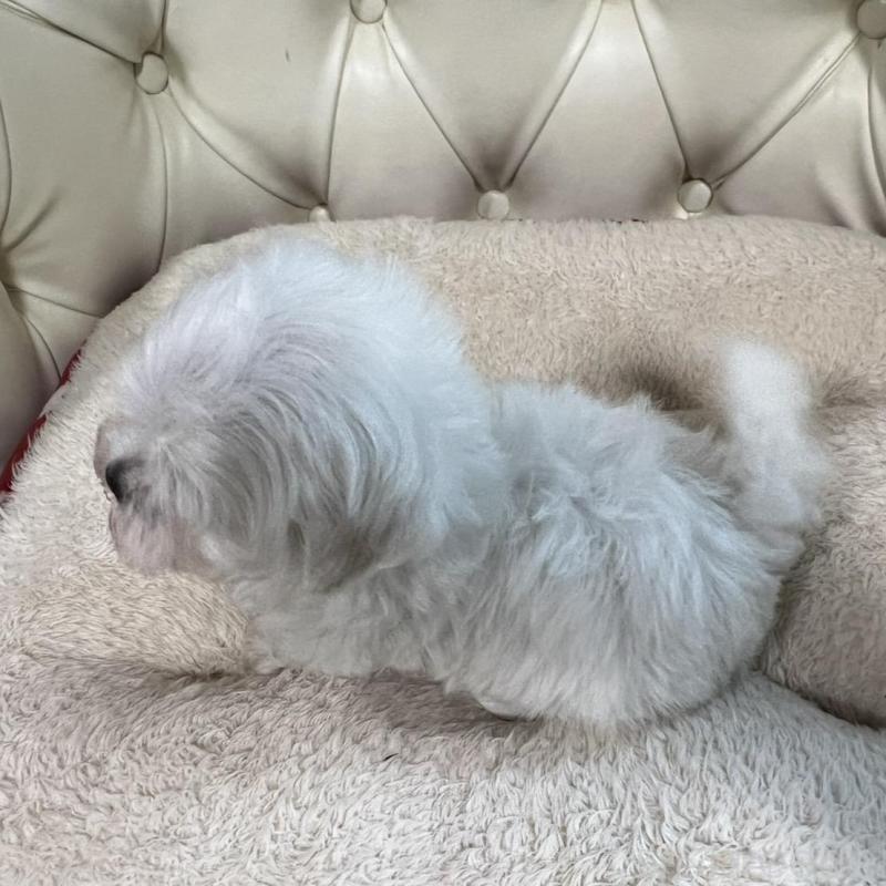 販売中の香川県のマルチーズ-425454の5枚目