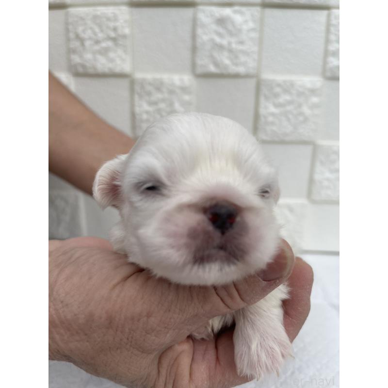 販売中の群馬県のペキニーズ-425453の2枚目