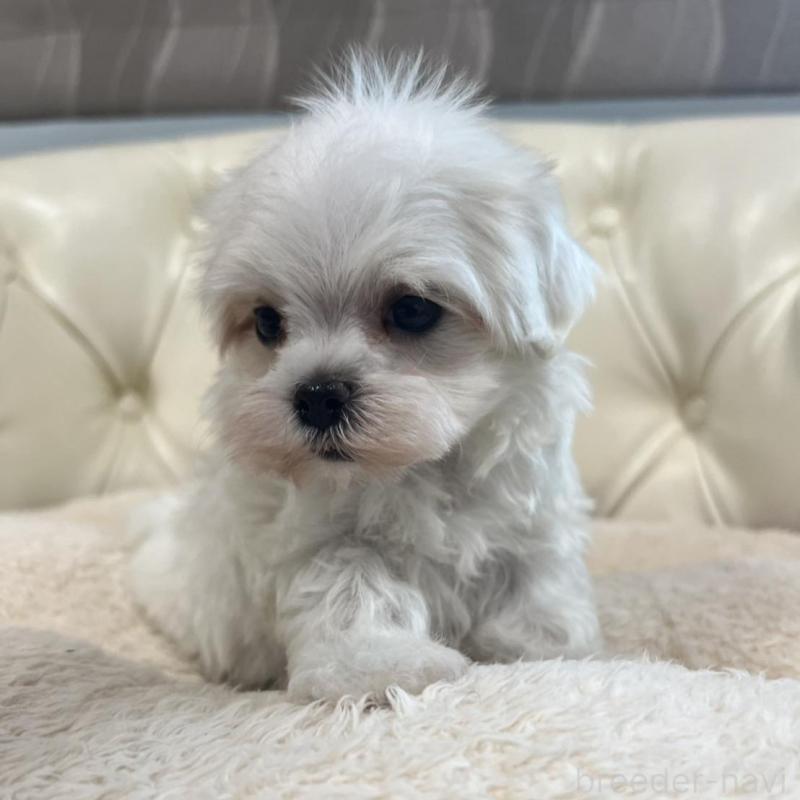 販売中の香川県のマルチーズ-425454の3枚目