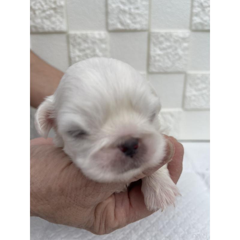 販売中の群馬県のペキニーズ-425453