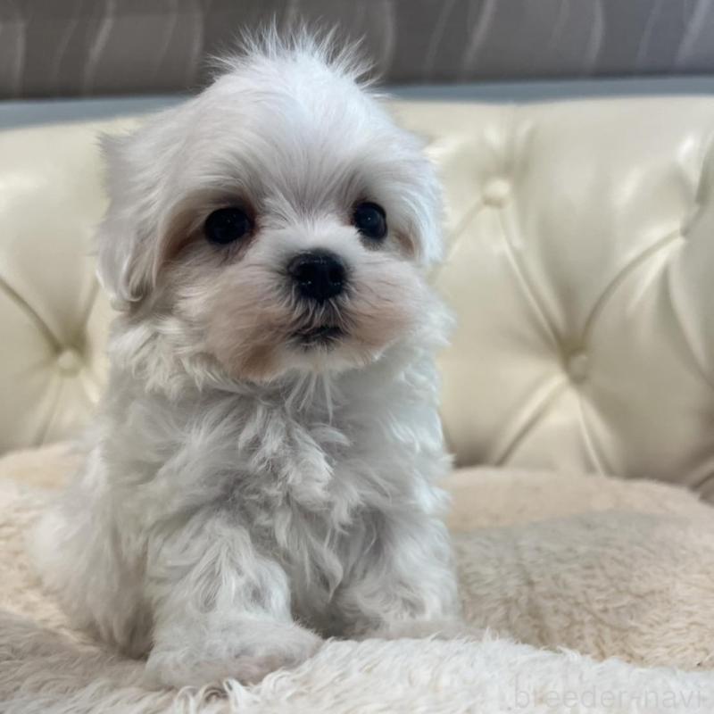 販売中の香川県のマルチーズ-425454の2枚目