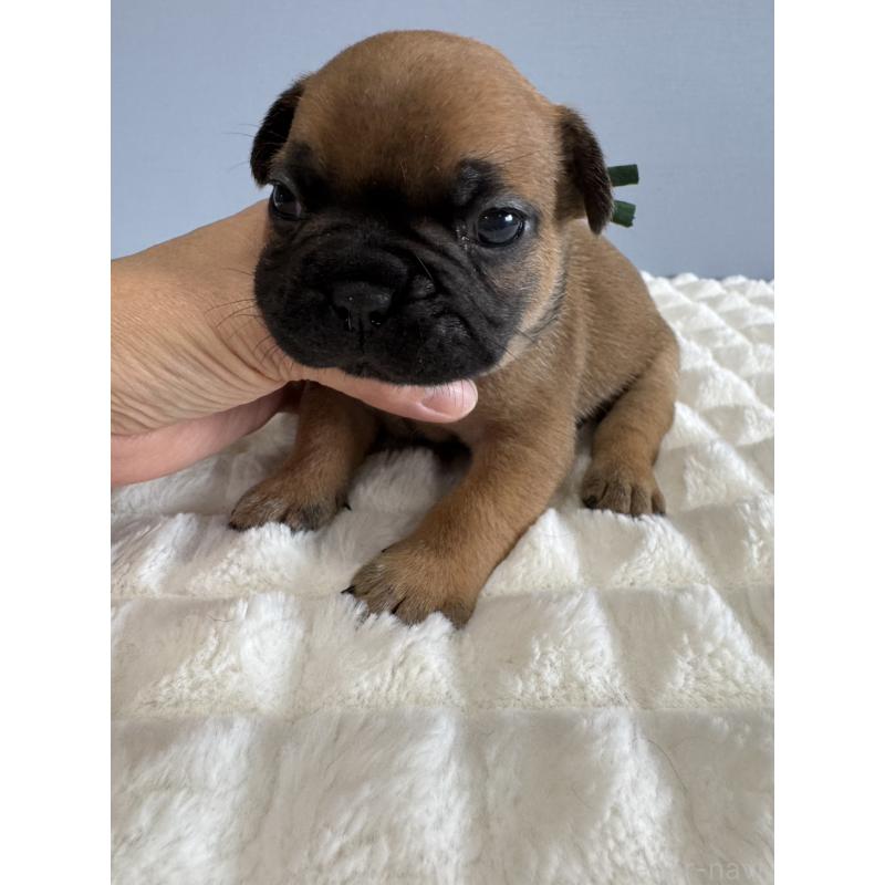 販売中の徳島県のフレンチブルドッグ-425455の6枚目