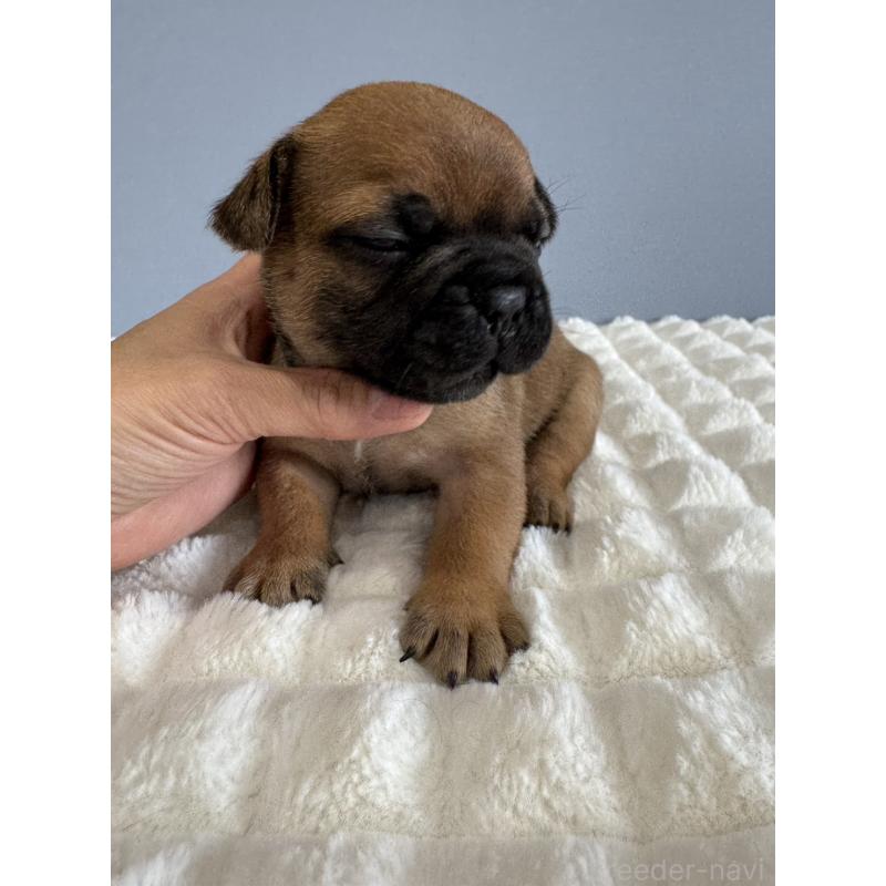 販売中の徳島県のフレンチブルドッグ-425455の5枚目