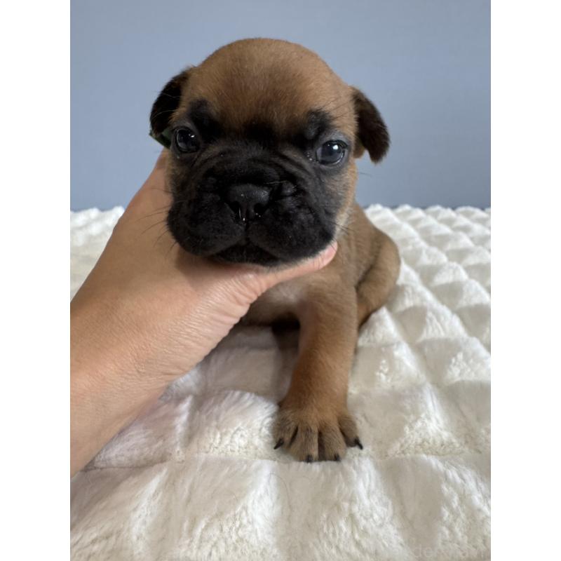 販売中の徳島県のフレンチブルドッグ-425455の1枚目