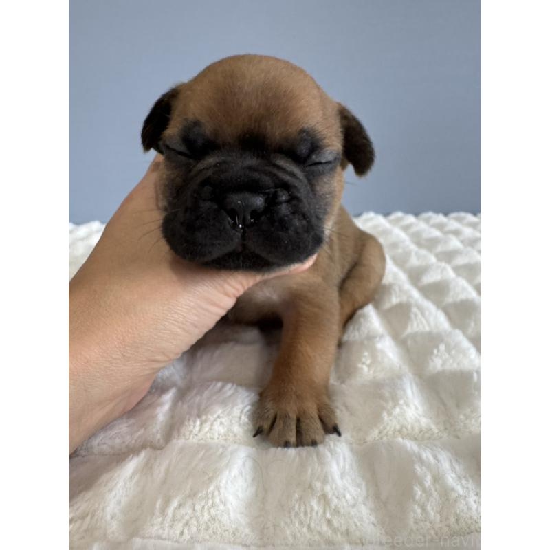 販売中の徳島県のフレンチブルドッグ-425455の4枚目