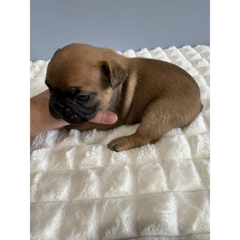 販売中の徳島県のフレンチブルドッグ-425455の3枚目