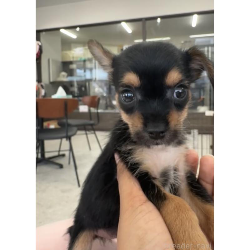 販売中の福岡県のヨーチー:ヨークシャーテリア×チワワ-425456の3枚目