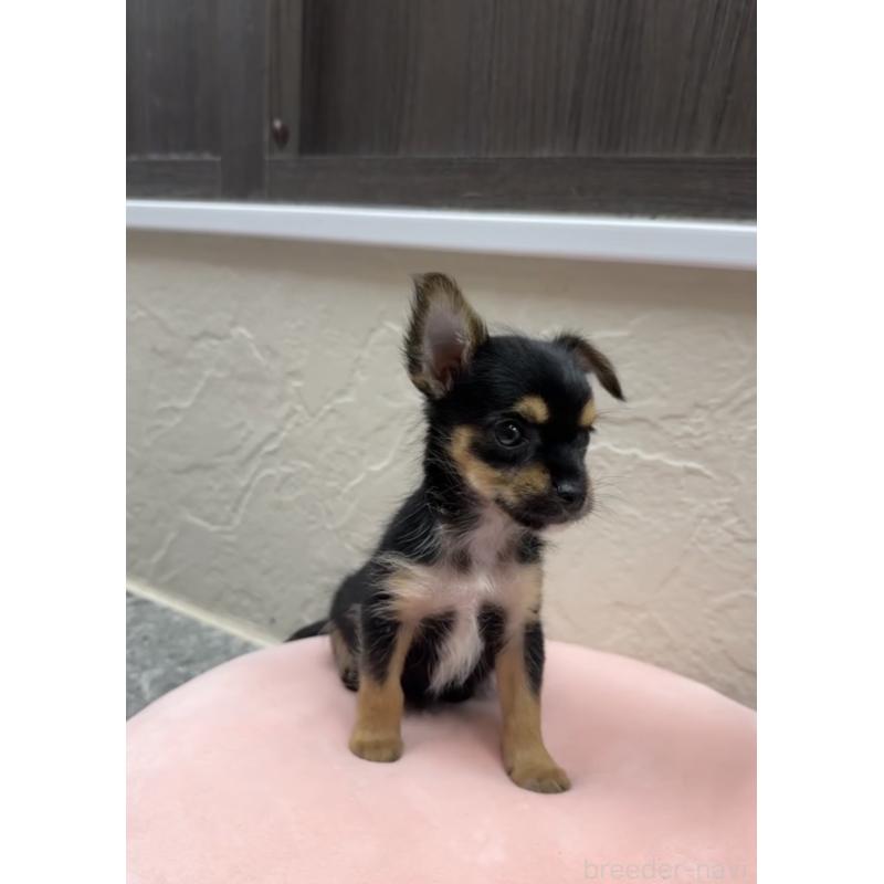 販売中の福岡県のヨーチー:ヨークシャーテリア×チワワ-425456の2枚目