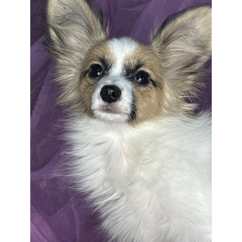 販売中の三重県のパピヨン-425457の7枚目